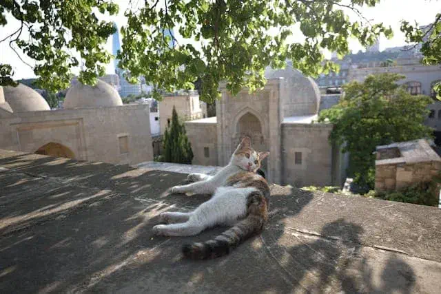 Age, Pedigree, and Temperament