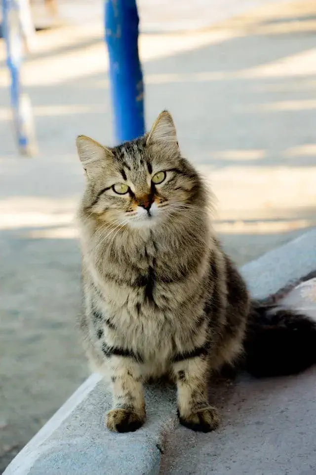 Blue (Gray) Maine Coon – Cool & Luxurious