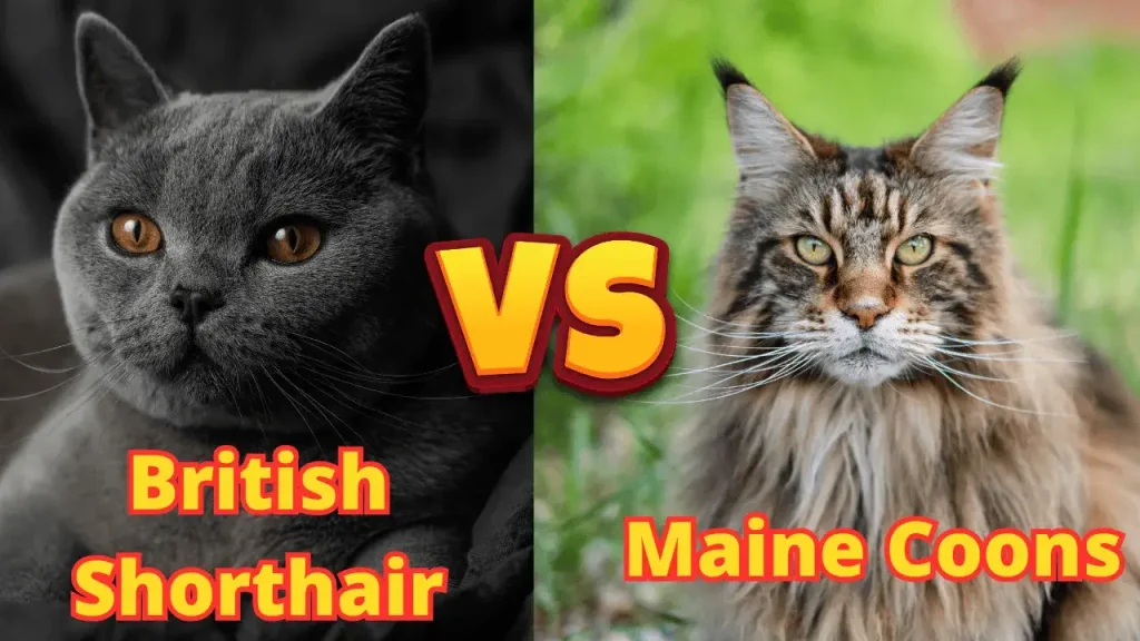 British Shorthair vs. Maine Coons