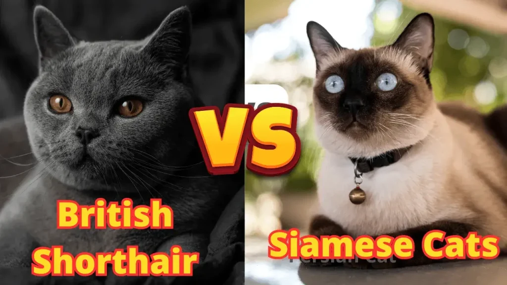 British Shorthair vs. Siamese Cats