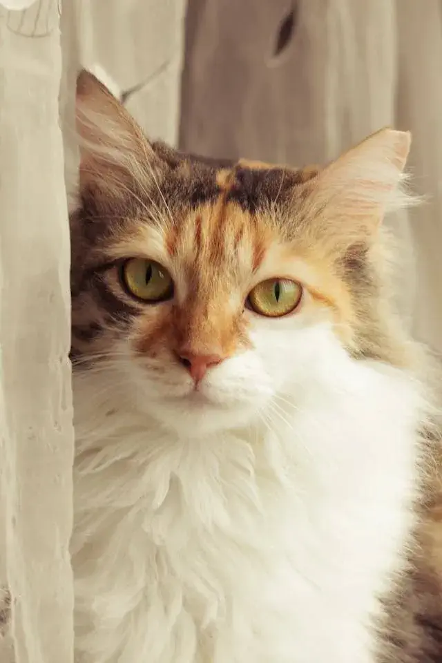 Calico Maine Coon – Striking Tri-Color