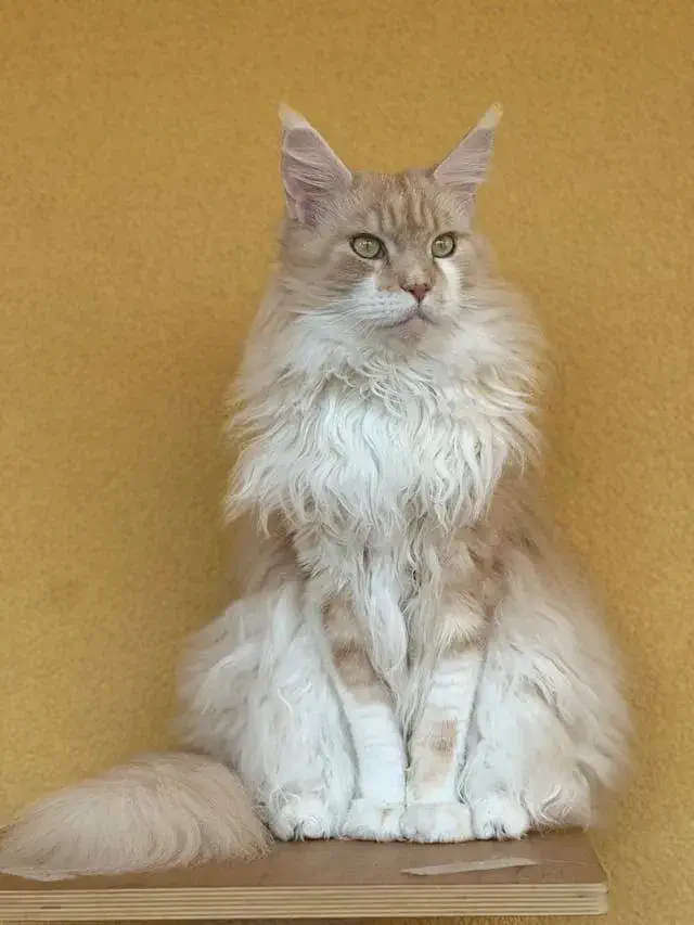 Cream Maine Coon – Soft & Elegant
