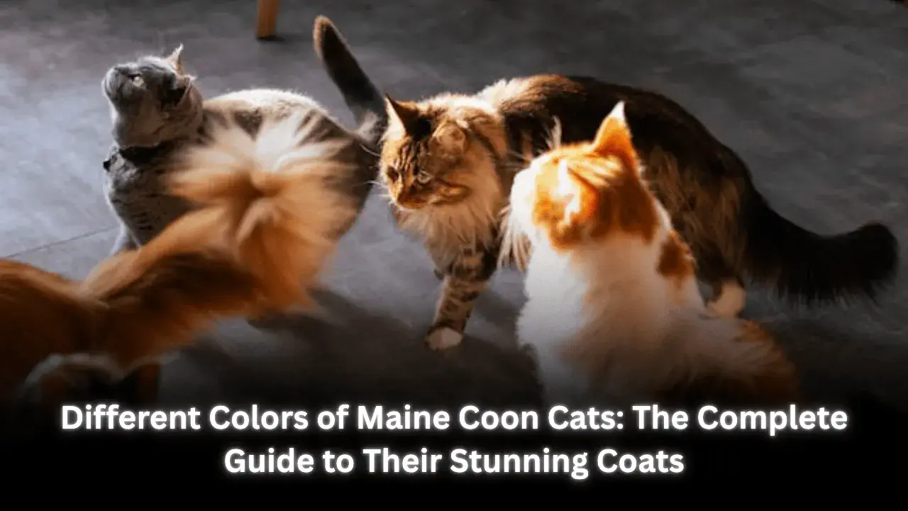 Different Colors of Maine Coon Cats: The Complete Guide to Their Stunning Coats