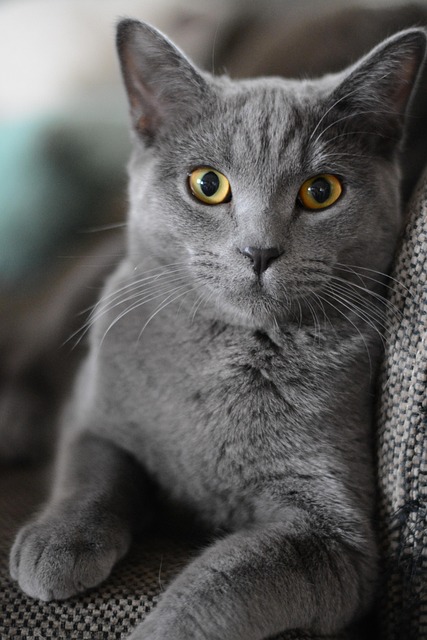 Do British Shorthair Cats Shed a Lot