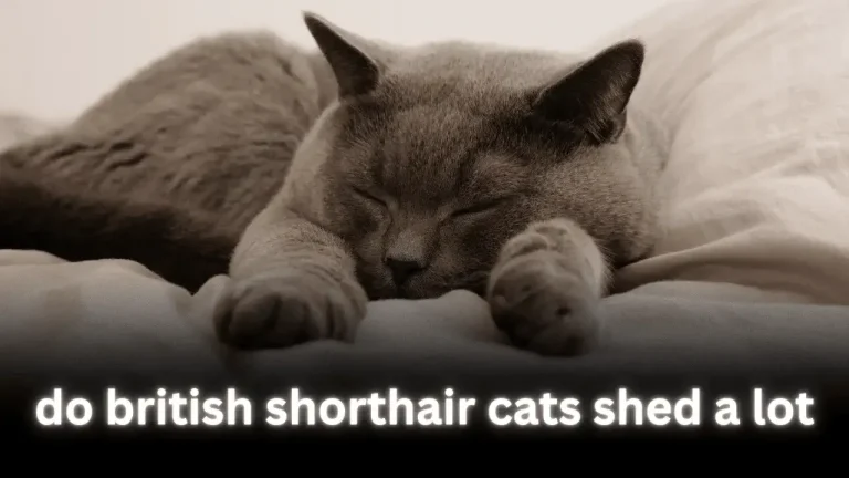 do british shorthair cats shed a lot