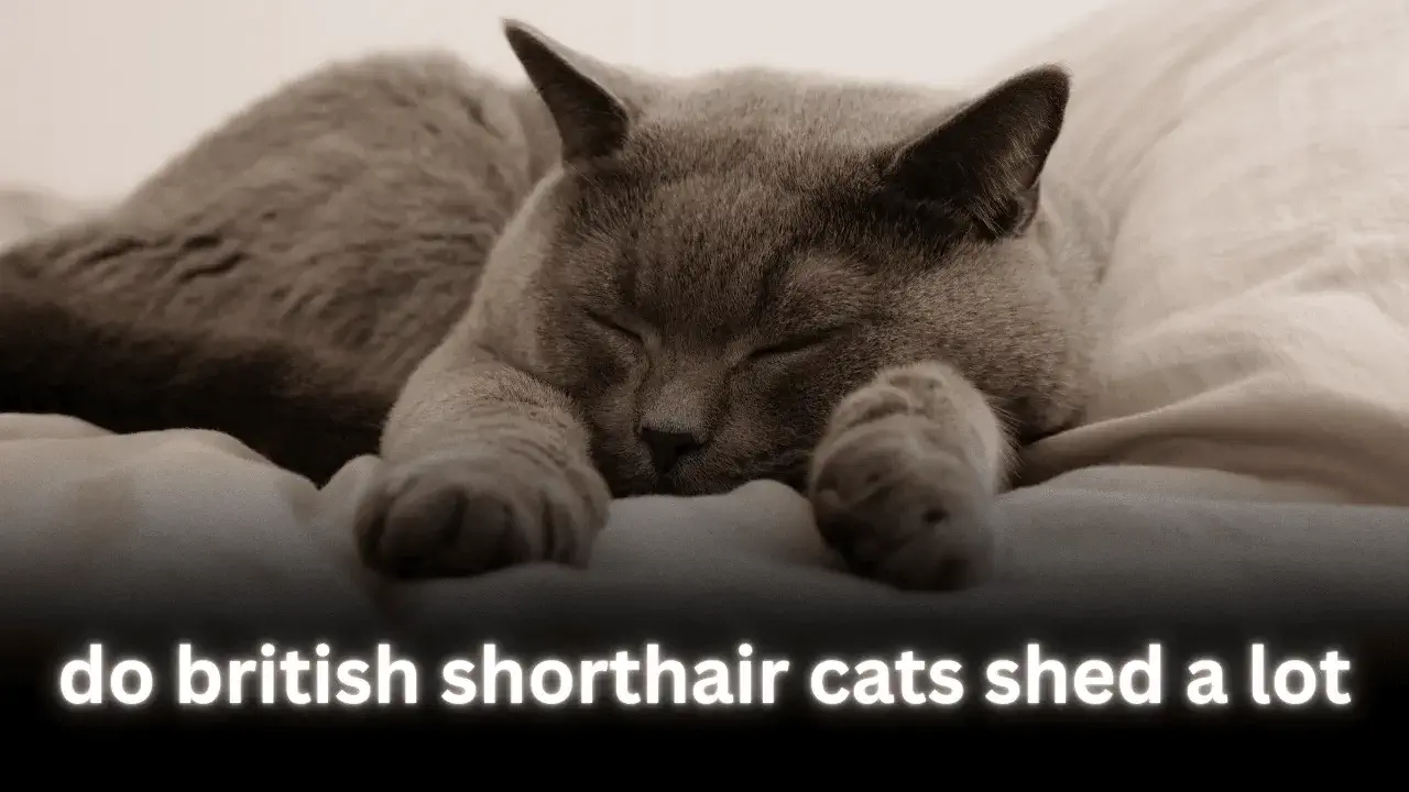 do british shorthair cats shed a lot