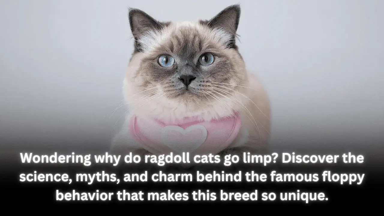 Do Persian Cats Shed Excessively Grooming Tips to Manage the Fluff