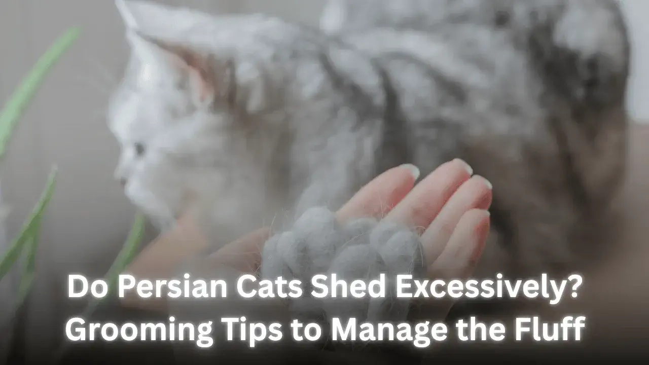 Do-Persian-Cats-Shed-Excessively-Grooming-Tips-to-Manage-the-Fluff image
