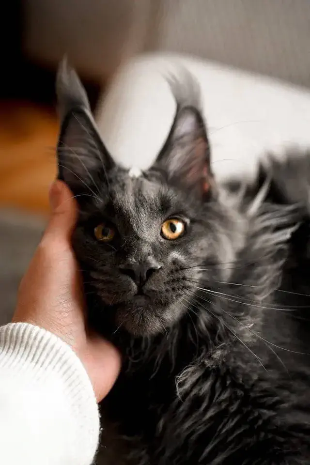 Grooming and Care Tips for a Black and White Maine Coon Cat