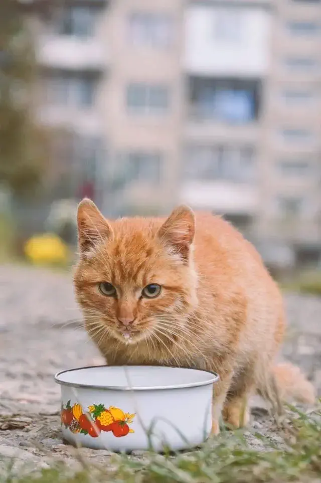 Health and Nutrition Factors