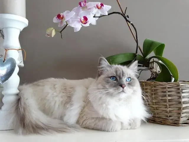 How Did Ragdoll Cats Get Their Name?