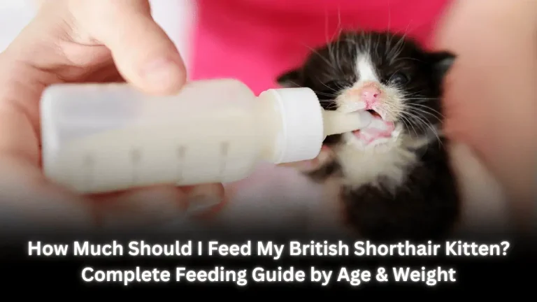 How Much Should I Feed My British Shorthair Kitten Complete Feeding Guide by Age & Weight
