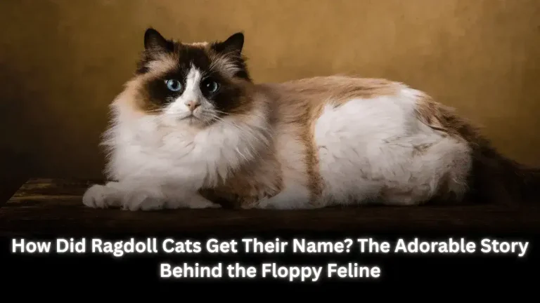 How Much Should I Feed My British Shorthair Kitten Complete Feeding Guide by Age & Weight