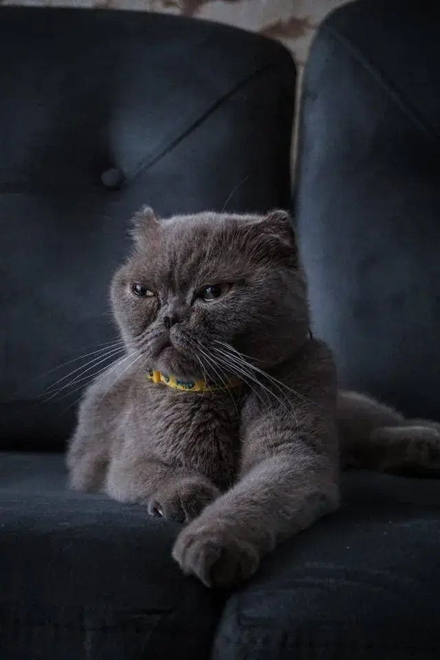 While British Shorthairs shed moderately, a little care goes a long way in keeping their coat (and your home) under control. With the right grooming routine, diet, and home habits, you can significantly reduce shedding.