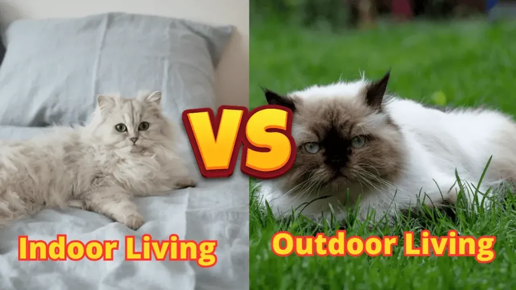 Indoor vs. Outdoor Living