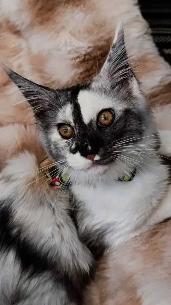 Mixed Colors & Patterns