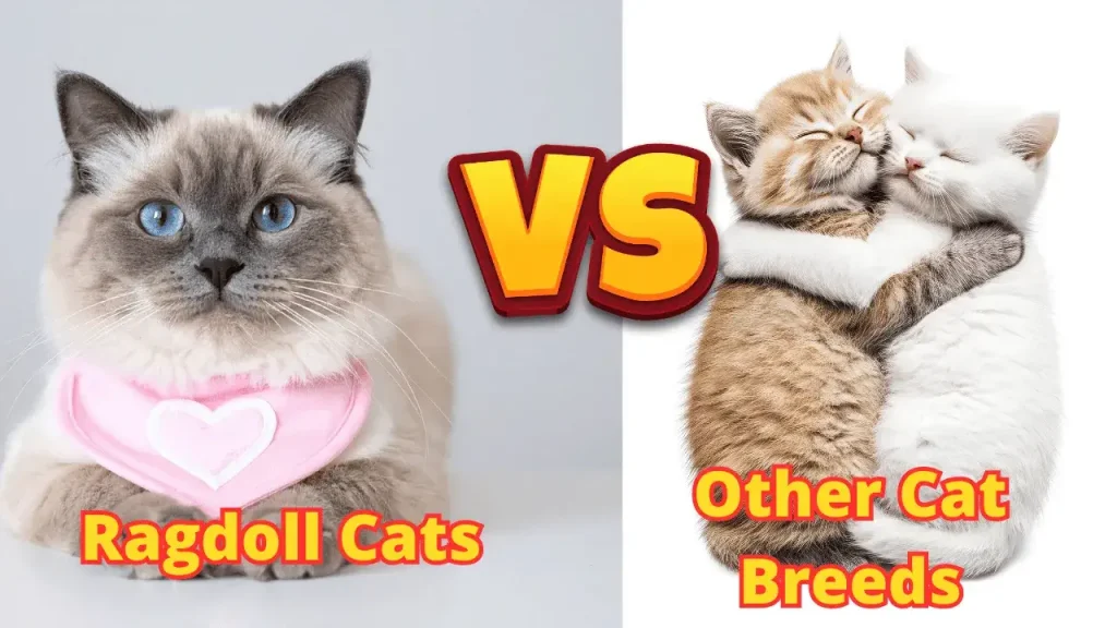 Ragdoll Cats vs. Other Cat Breeds