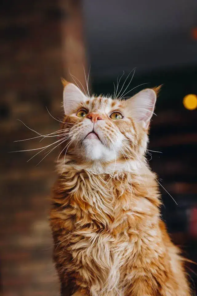 Red (Orange) Maine Coon – Fiery Personality