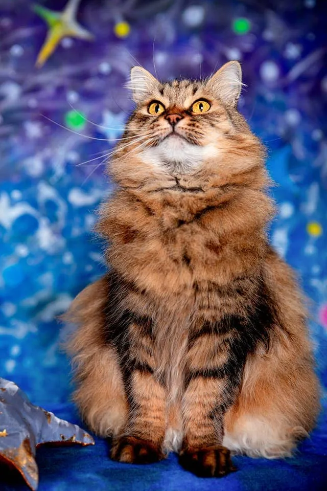 Shaded & Smoke Maine Coons – Mystical Coats