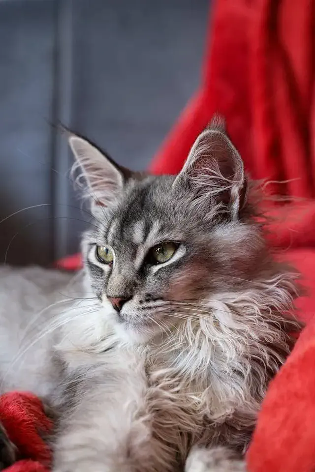 Silver Maine Coon – Shimmering Beauty