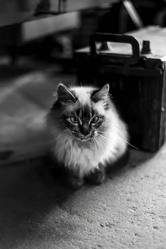 The Josephine Legend