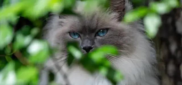 The Story Behind the Ragdoll Breed