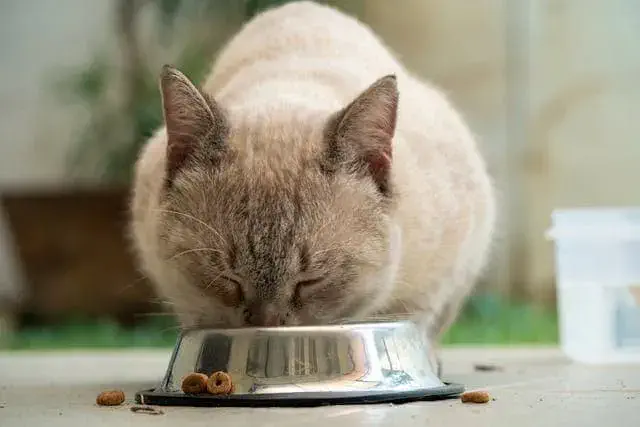Understanding Your British Shorthair Kitten’s Nutritional Needs