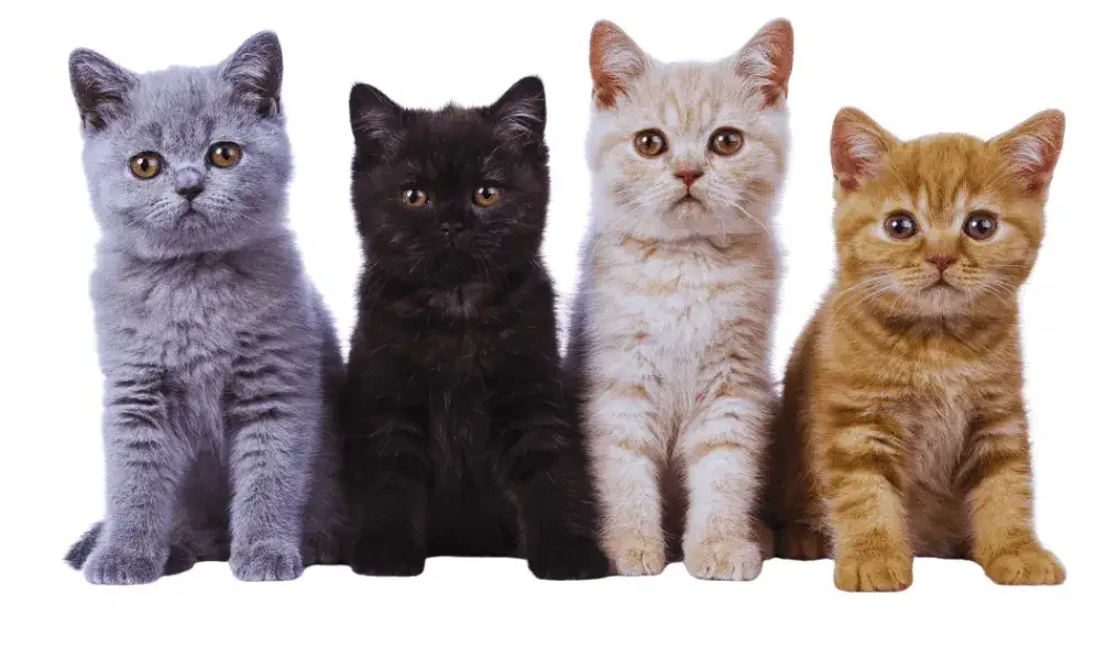 Why Do British Shorthair Cats Shed?