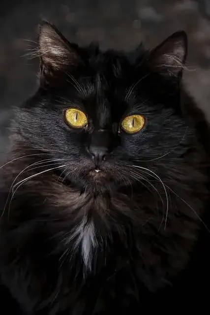 Why Do Persian Cats Shed So Much