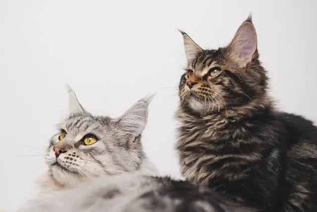 Why Maine Coon Colors Are So Unique