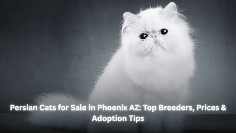 persian cats for sale in phoenix az Featured image