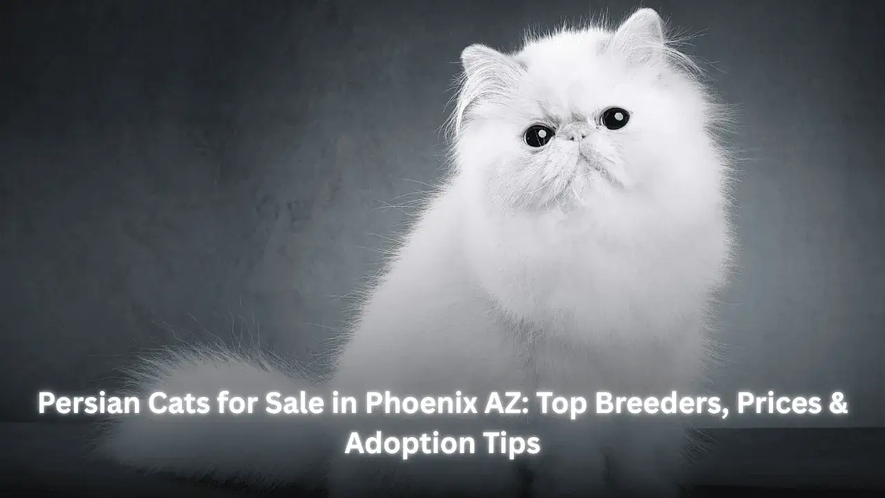 persian cats for sale in phoenix az Featured image